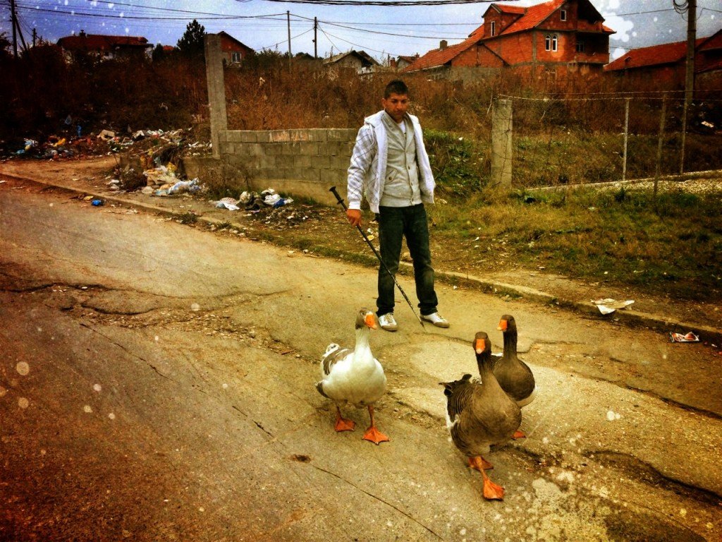 Hanging Out in Shutka - Gypsy Capital of the World 10 Shutka geese