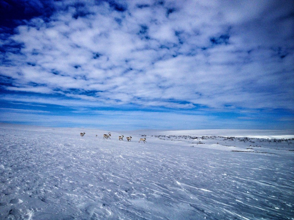 utsjoki finland reindeer