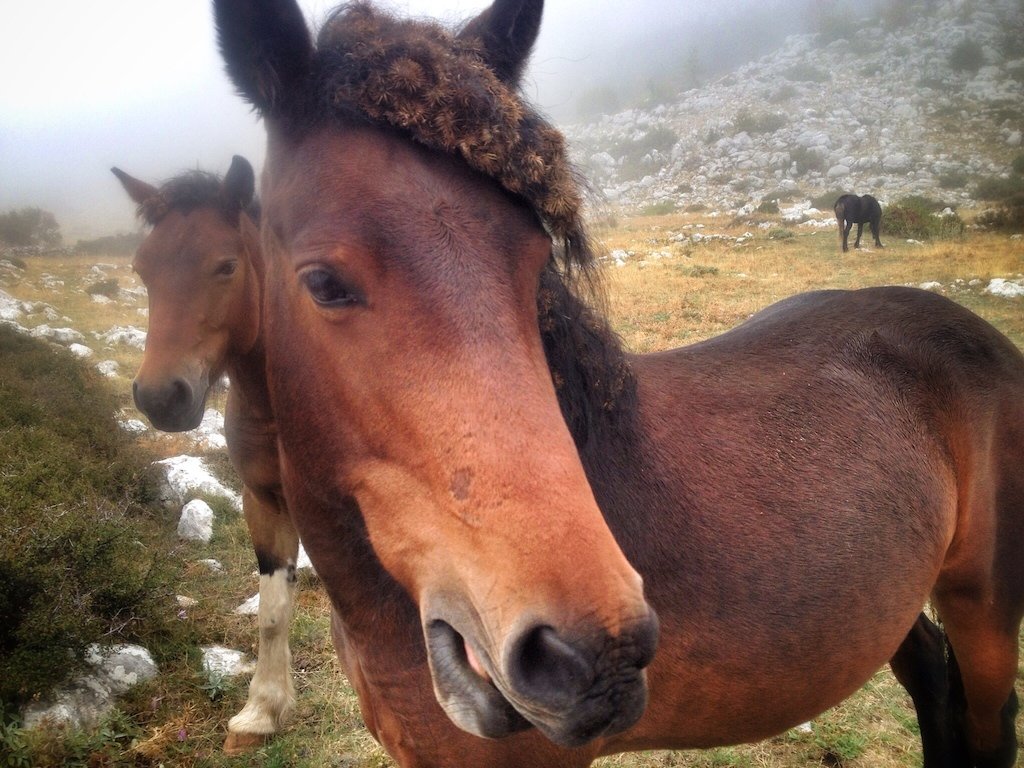 Via Dinarica: Plitvice Lakes, Biokovo, Mosor & Krka National Park, Croatia 13 Horse dreadlocks Biokovo Mountain Croatia