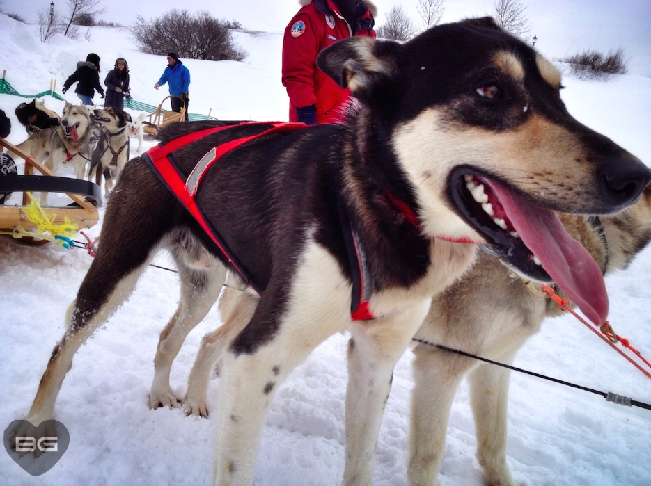 Exploring Quebec, Canada - Most European City in North America? 4 Dogsledding Quebec Canada © The Blonde Gypsy