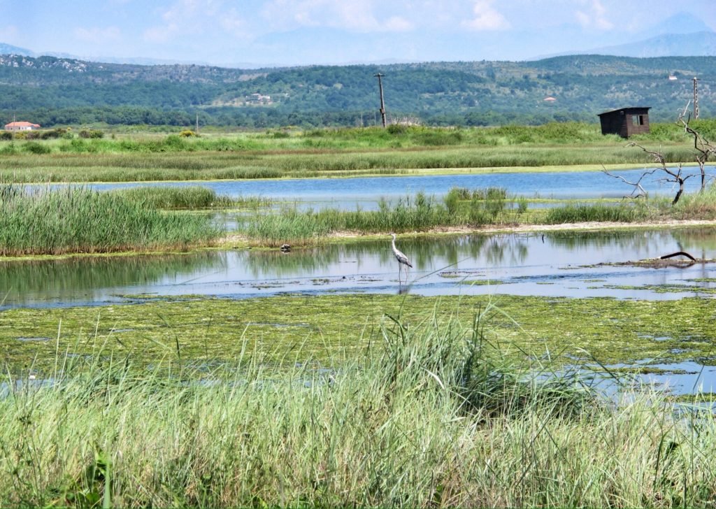 Water bird in Ulcinj Salina in Montenegro © The Blonde Gypsy