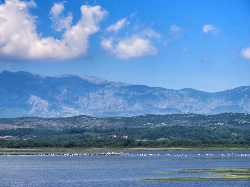 Wild flamingos in Ulcinj Salina Montenegro © The Blonde Gypsy 