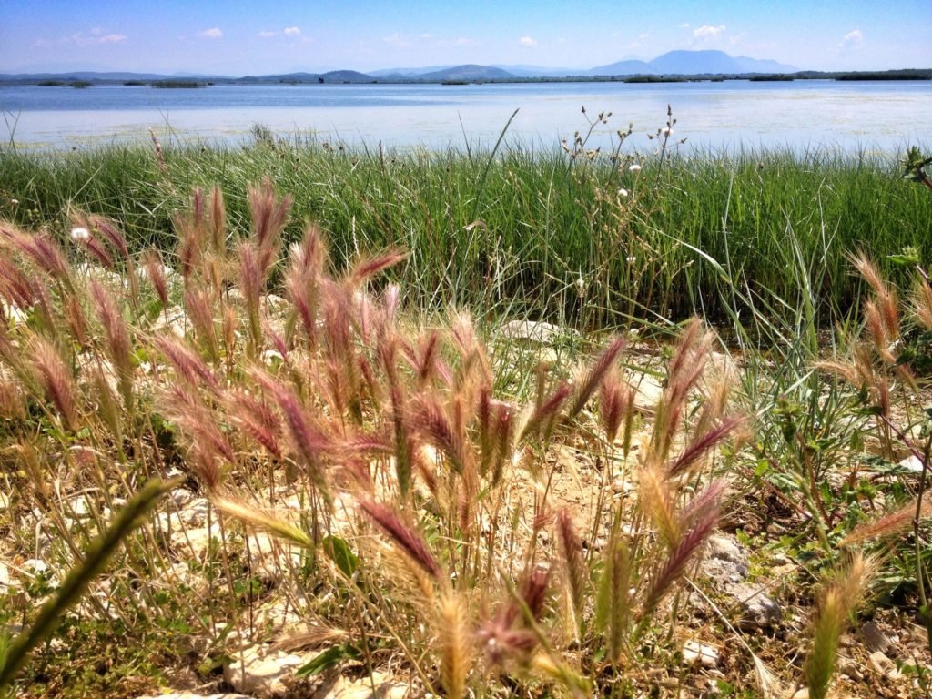 Wild flora of Ulcinj Salina in Montenegro © The Blonde Gypsy