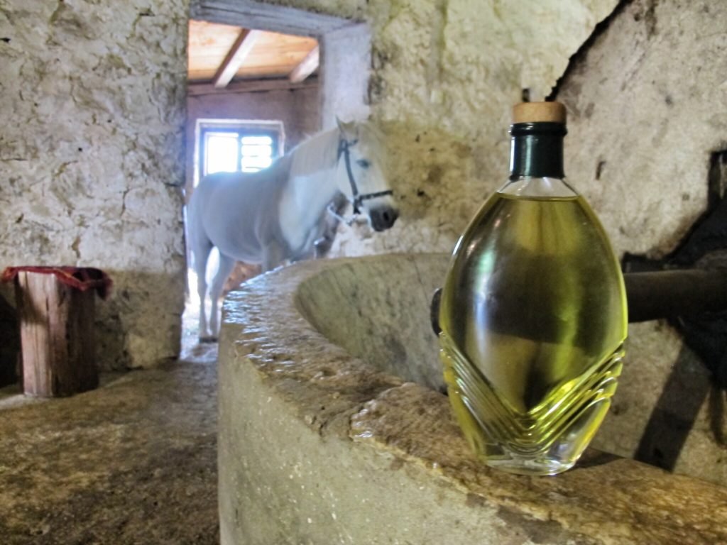 Dubelj family olive oil production Dubrovnik, Croatia © The Blonde Gypsy