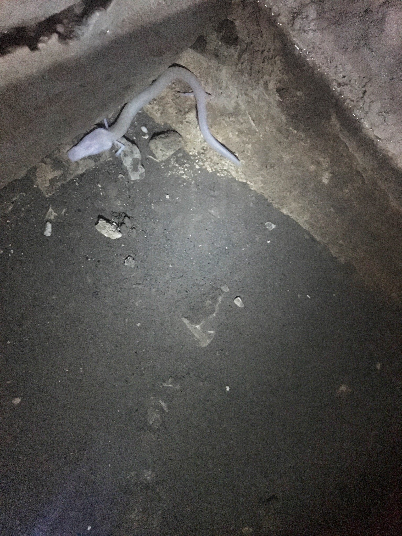 Via Dinarica: Exploring Ravno, Neum, and the Beaches of Bosnia & Herzegovina 43 White salamander in Vjetrenica Cave Via Dinarica Blue Trail Bosnia & Herzegovina © The Blonde Gypsy