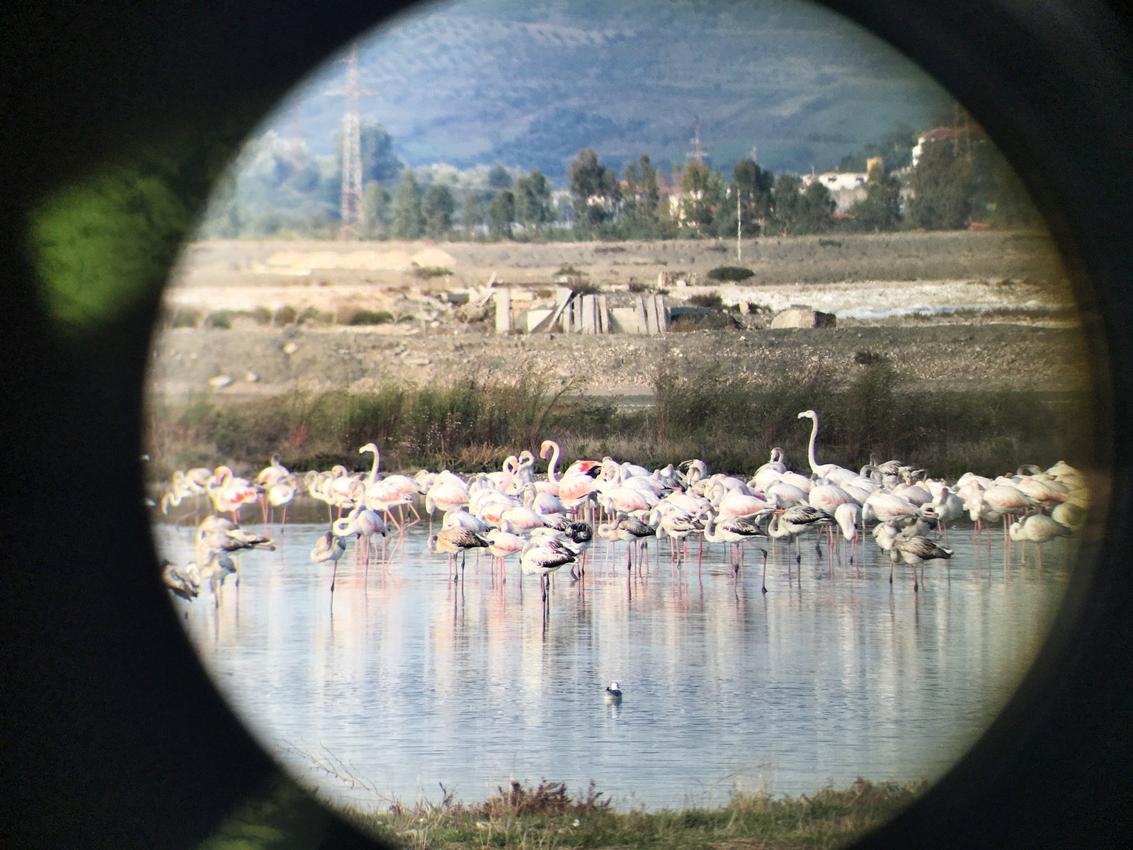 A Birdwatcher's Paradise: Vlorë, Albania 3 Flamingos in the Narta Salinas