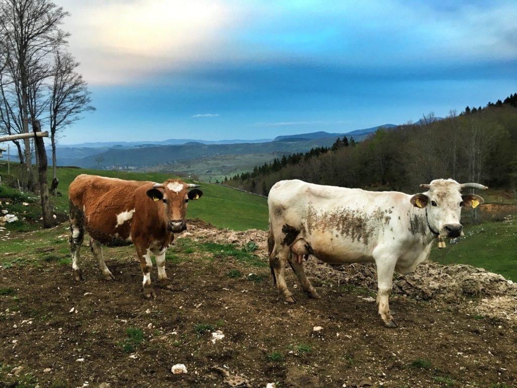 A Tara Canyon Experience Like No Other at Grab Ethno Village, Montenegro 24 Cows or dinner at Milas house near Camp Grab in Montenegro © The Blonde Gypsy
