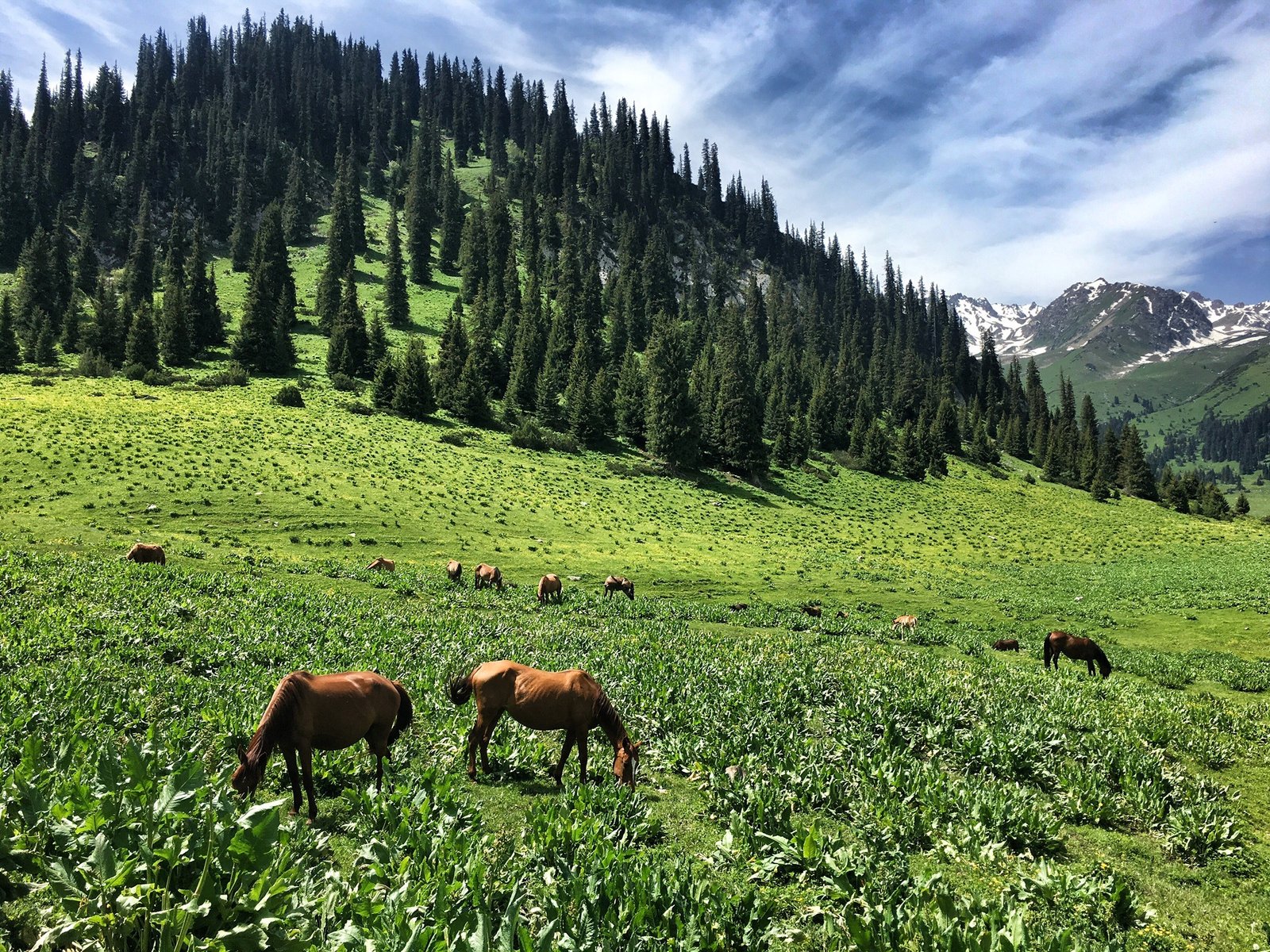 Horses in Jyrgalan Kyrgyzstan © The Blonde Gypsy