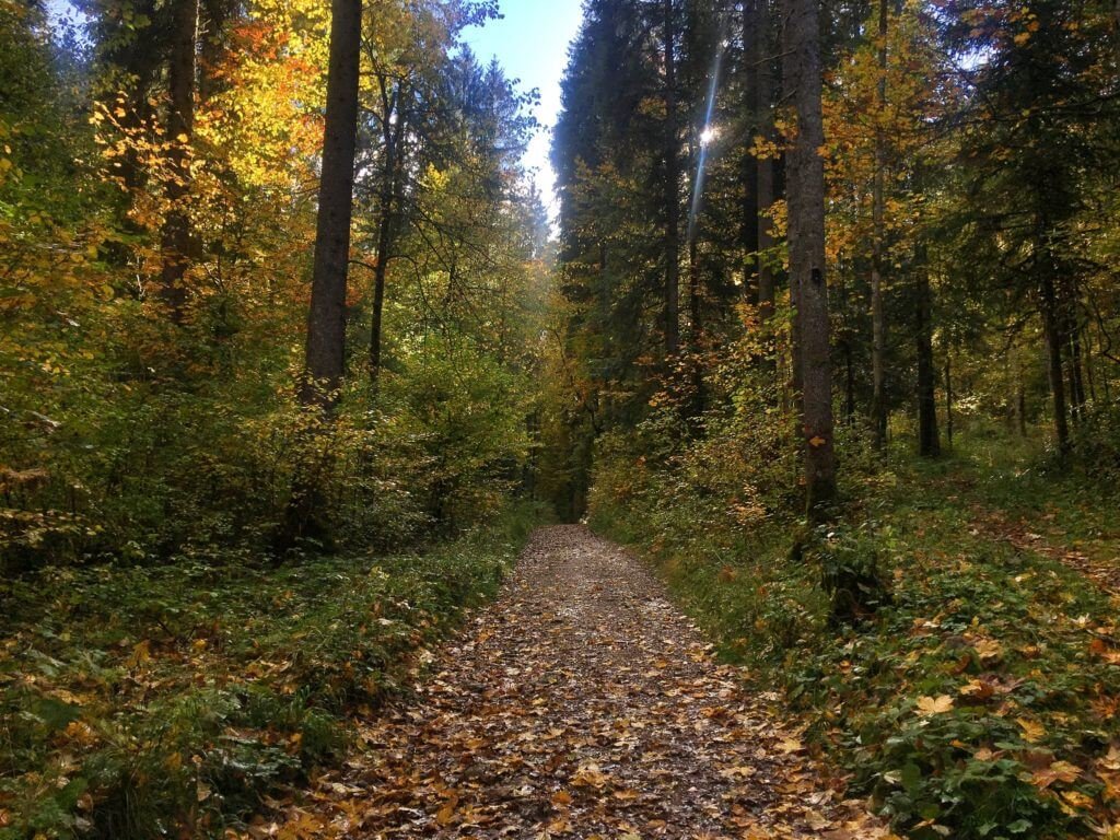 Adventures in Absinthe & Architecture Around Neuchâtel, Switzerland 33 Forest path in Motiers Val de Travers Switzerland © The Blonde Gypsy